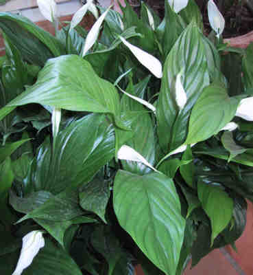 گل اسپاتی فیلوم